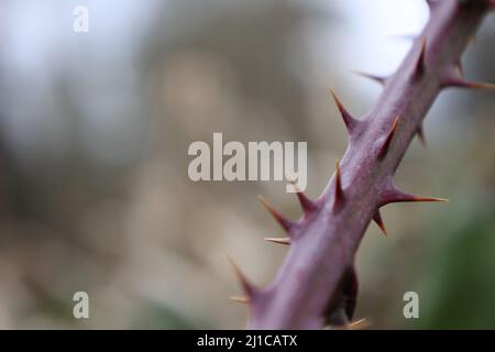 Purple thorns on berry bush with blurred natural background Stock Photo