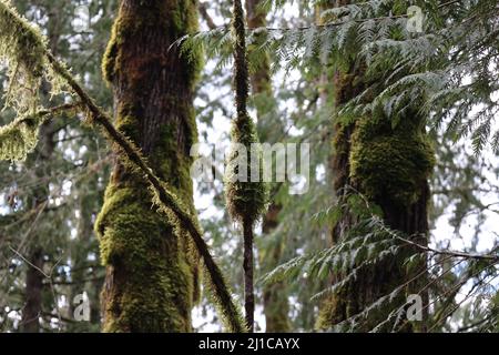 Two moss sticks standing upward in front of two moss-covered trees. Stock Photo