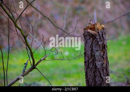 Stump looking like it was torn in half sitting in front of green grassy background and surrounded by sticks. Stock Photo