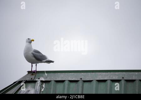Bird standing tall on top of metal roof in Seattle looking off in the distance. Stock Photo