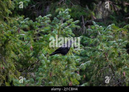 A crow standing on top of tree branches staring off. Stock Photo