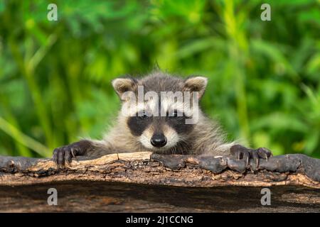 Raccoon (Procyon lotor) Looks Out Over Top of Log Summer - captive animal Stock Photo