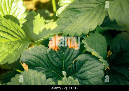 Strawberry leaf spot is a widespread fungal disease caused by the fungus Mycosphaerella fragariae. Symptoms on the foliage of garden strawberries. Stock Photo
