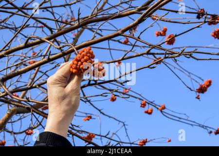 Man's hand holding red ripe rowanberries against clear sky. Organic healthy eating. Autumn nature. Selective focus Stock Photo