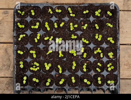 Lettuce seedlings growing in a plastic seed tray on a wooden bench. Stock Photo