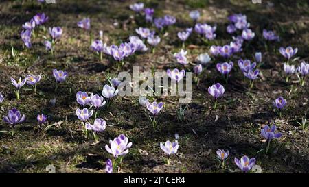 Many multi-colored crocus flowers in the park on the meadow, spring primrose.Garden flowers Stock Photo