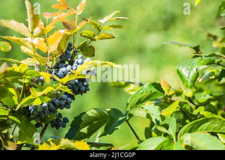 Holly Golden King - Latin name - Ilex × meserveae Blue Angel Stock Photo