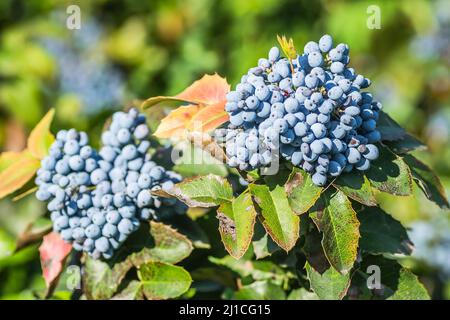 Holly Golden King - Latin name - Ilex × meserveae Blue Angel Stock Photo