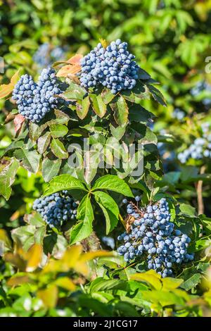 Holly Golden King - Latin name - Ilex × meserveae Blue Angel Stock Photo