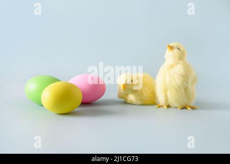 Easter eggs and yellow chicks in spring composition on blue background. Happy Easter greeting card with copy space Stock Photo