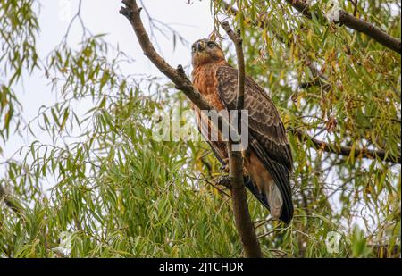 Steppe Buzzard, Kruger National Park Stock Photo
