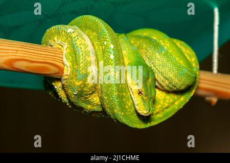 Corallus caninus - Green Snake - Tree green snake coiled on a stick. The head and eyes are visible. Stock Photo