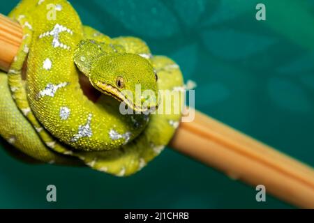 Corallus caninus - Green Snake - Tree green snake coiled on a stick. The head and eyes are visible. Stock Photo
