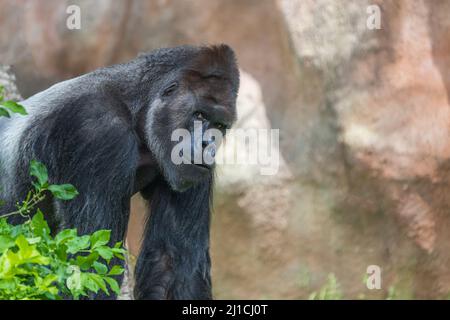 Portrait of a big black gorilla in nature. Stock Photo