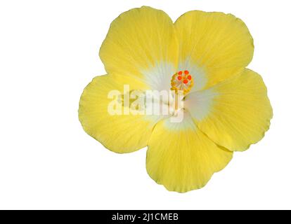 Yellow hibiscus isolated on white Stock Photo