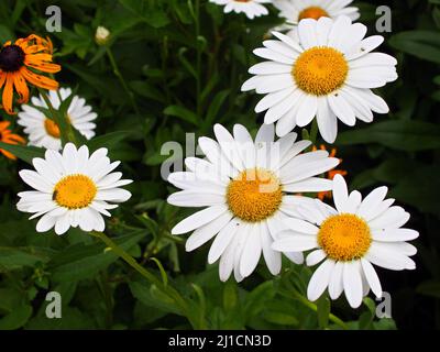 A closeup of max chrysanthemum flowers blooming in the garden Stock Photo
