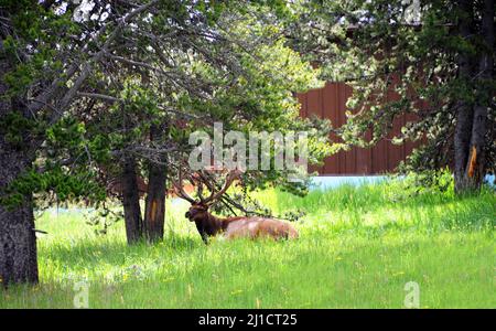 Large bull elk laying in the tall grass of Yellowstone National Park.  He is chewing as he rests. Stock Photo