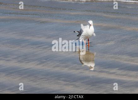 Gull on sand Stock Photo