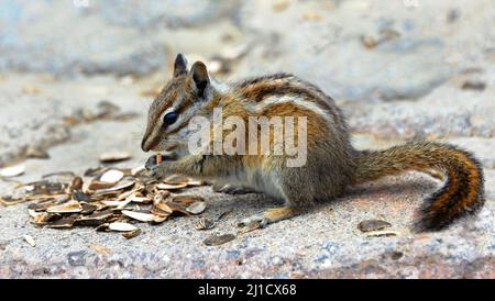 Closeup of a chipmunk eating sunflower seeds at the crest of Beartooth Pass in the Absaroka Mountains of Montana. Stock Photo