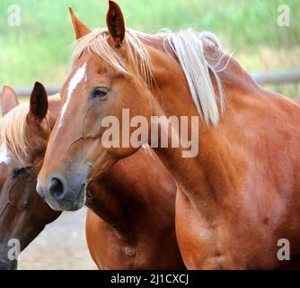 Closeup, of chestnut colored horse, shows head and shoulders.  Two horses are standing in a corral in Happy Valley, Montana. Stock Photo