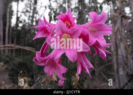 flowers conifer wildflower plants cutes Stock Photo