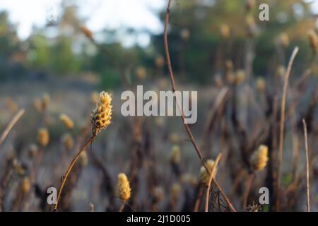 flowers conifer wildflower plants cutes Stock Photo