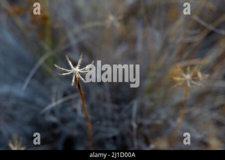 flowers conifer wildflower plants cutes Stock Photo