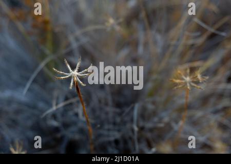 flowers conifer wildflower plants cutes Stock Photo