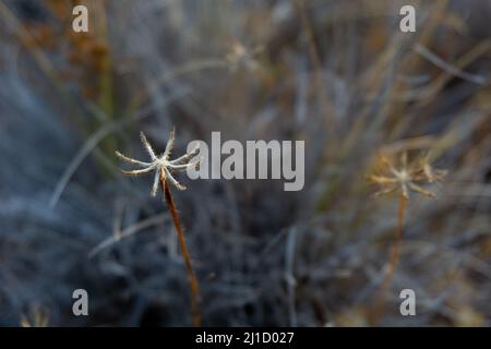 flowers conifer wildflower plants cutes Stock Photo