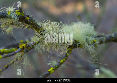 flowers conifer wildflower plants cutes Stock Photo