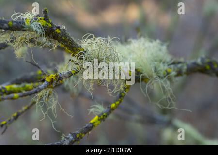 flowers conifer wildflower plants cutes Stock Photo