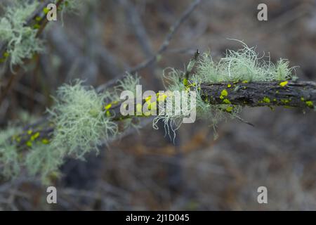 flowers conifer wildflower plants cutes Stock Photo