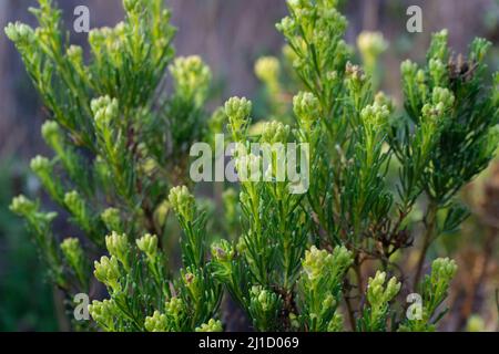 flowers conifer wildflower plants cutes Stock Photo