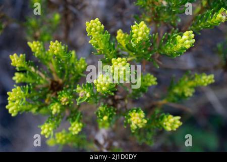 flowers conifer wildflower plants cutes Stock Photo