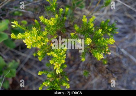 flowers conifer wildflower plants cutes Stock Photo