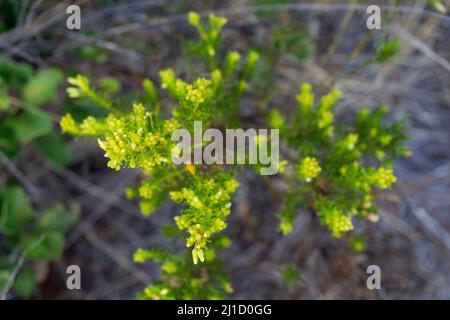 flowers conifer wildflower plants cutes Stock Photo