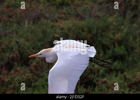 Kuhreiher (Bubulcus ibis) in Salzwiesen von Jandia Playa, Fuerteventura, Spanien Stock Photo