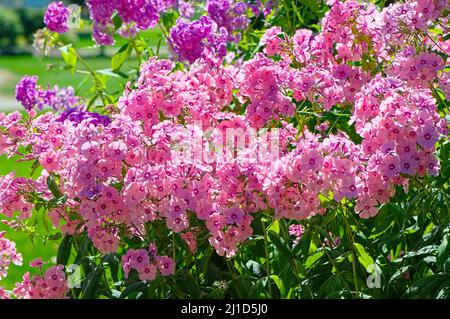 Pink Garden Phlox (Phlox paniculata). Stock Photo