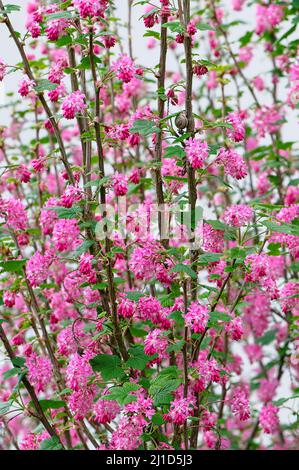 A Red-flowering Currant shrub (Ribes sanguineum) with a Brown-lipped snail (Cepaea nemoralis) attached to a brgnch. Stock Photo