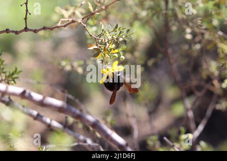 Western carpenter bee or Xylocopa californica feeding on a creosote flower at the Riparian water ranch in Arizona. Stock Photo