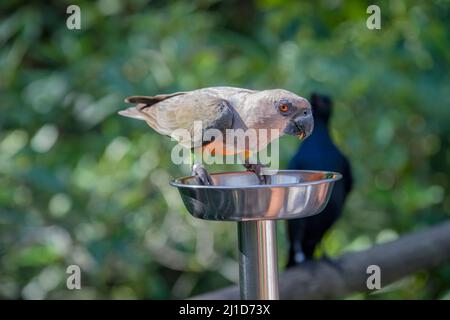 The red-bellied parrot (Poicephalus rufiventris) is a small African parrot. It is a mostly greenish and grey parrot. Males have a bright orange belly Stock Photo