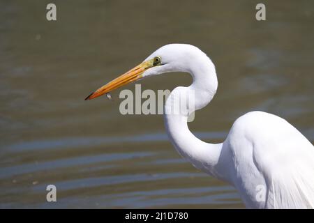 Close up of a Great egret or Adrea alba with a small fish at the Riparian water ranch in Arizona. Stock Photo