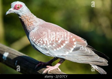 The speckled pigeon (Columba guinea), or African rock pigeon, is a pigeon that is a resident breeding bird in much of Africa south of the Sahara Stock Photo