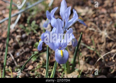 Close up of a blue dwarf iris or Iris reticulata from a garden in Payson, Arizona. Stock Photo