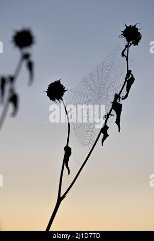 Yellow Garden Spider, Bosque del Apache National Wildlife Refuge, New Mexico, USA. Stock Photo