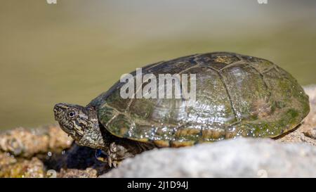 Sonoran Mud Turtle, Peloncillo mountains, Cochise county, Arizona, USA. Stock Photo