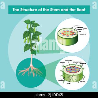 Diagram showing root and stem structure of a plant Stock Vector Image ...