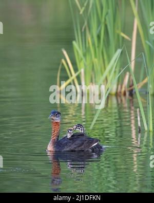 Red-necked Grebe parent carrying two chicks on back, swimming on a stormwater pond in Fish Creek Provincial Park, Calgary, Canada. Podiceps grisegena. Stock Photo