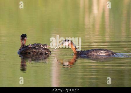 Red-necked Grebe parent bird carrying a fish to feed young chick on stormwater pond in Fish Creek Provincial Park, Calgary, Canada. Podiceps grisegena Stock Photo