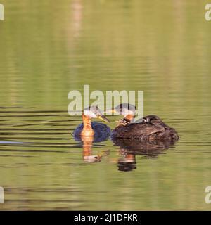 Red-necked Grebes, parent bird carrying young while swimming on a stormwater pond in Alberta, Canada. Podiceps grisegena. Stock Photo